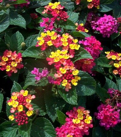 Lantana Ann Marie